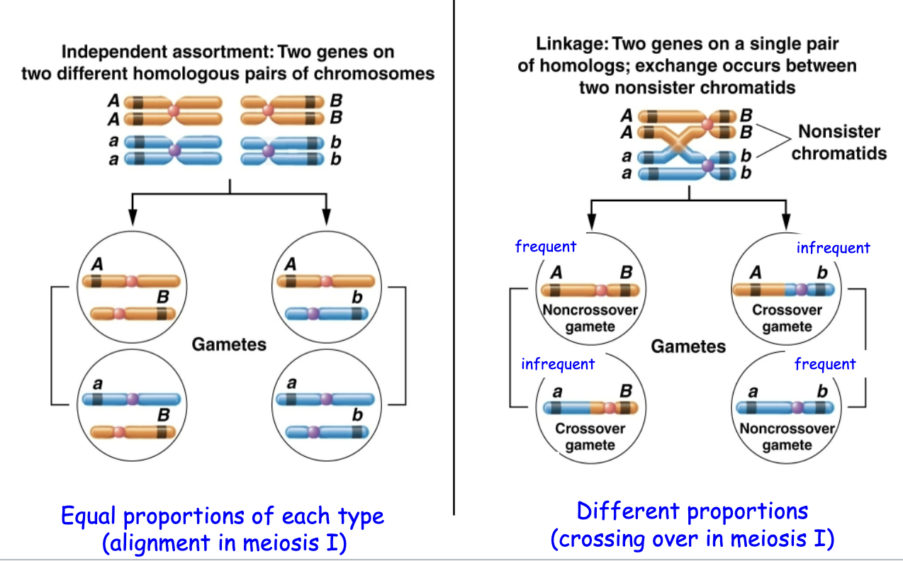 <p>Independent: equal proportions of each type (alignment in meiosis I)</p><p>Linkage: different proportions (crossing over in meiosis I)</p>