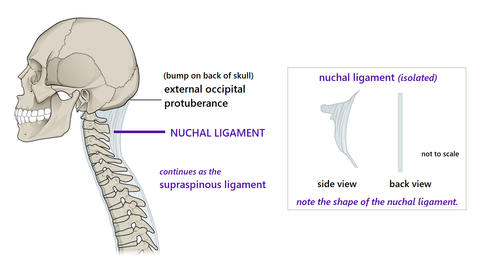 <p>The back of the neck, like the nuchal ligament </p>