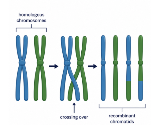 <p>prophase 1, non sister chromatids exchange DNA segments, forming recombinant chromatids with new allele combinations </p>