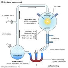 <p>miller urey experiment; an experiment conducted to test pre life conditions and see if organic molecules could have spontaneously appeared. They found that in an environment with NH3 O2 N2 and H2O organic molecules could have formed</p>