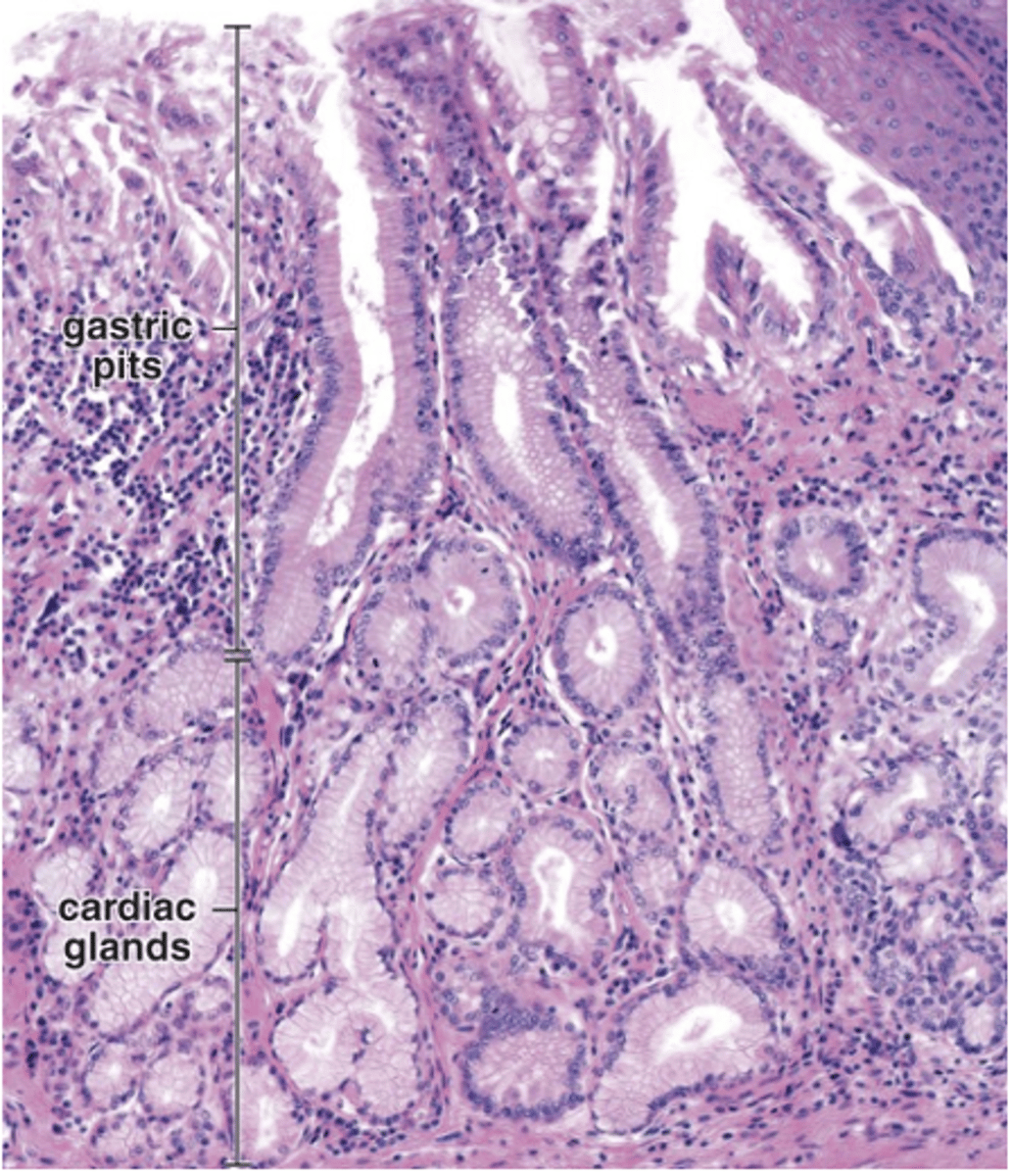 <p>What do cardiac glands secrete?</p>