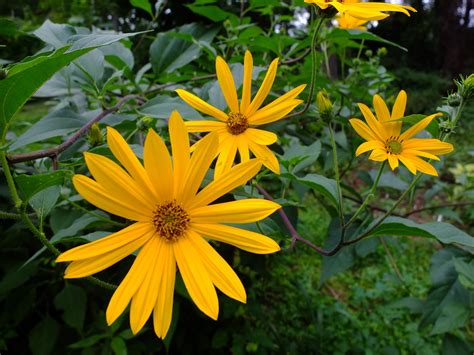 <p>Stem tubers</p>