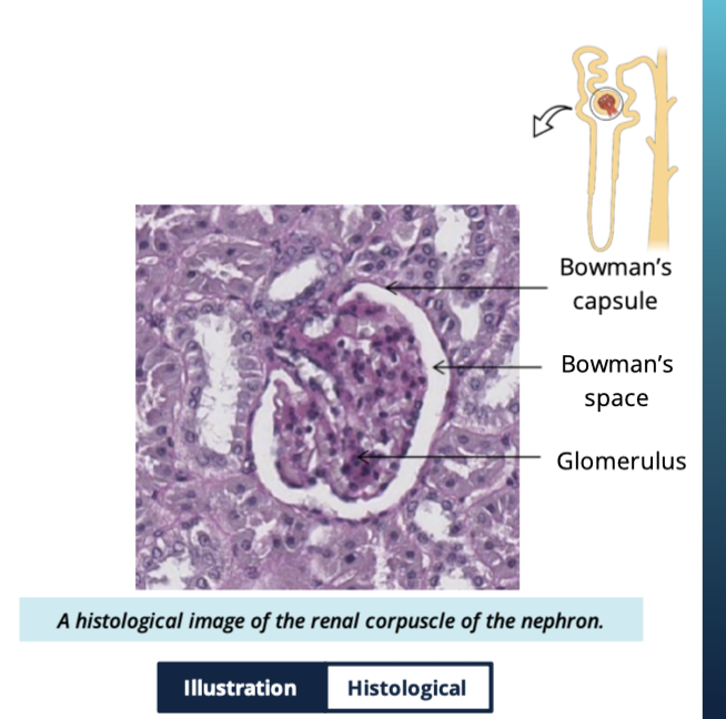 <p>Blood enters the glomerular capillaries → components of blood are filtered into bowmans space → this filtered fluid is called filtrate </p>