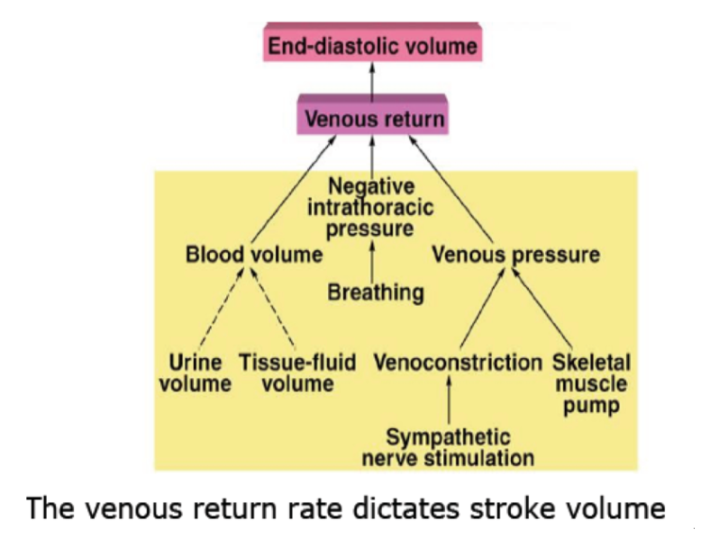 <p>Changing heart output:</p><ul><li><p>Stroke volume and rate increase together. More blood gets returned to the heart and the heart works more efficiently when work increases within reasonable loads.</p></li><li><p>(^Venous return rate dictates stroke volume)</p></li><li><p>Pulse rate is the primary mechanism by which nervous system regulates BP.</p></li><li><p>Flow rate is limited by the ability of blood to return and fully re-fill the ventricle. Because this becomes less efficient at higher pulse rates, there is a maximal heart rate at above which output actually decreases.</p></li></ul><p></p><p><strong>Pulse x stroke volume = cardiac output (flow rate)</strong></p><p></p>