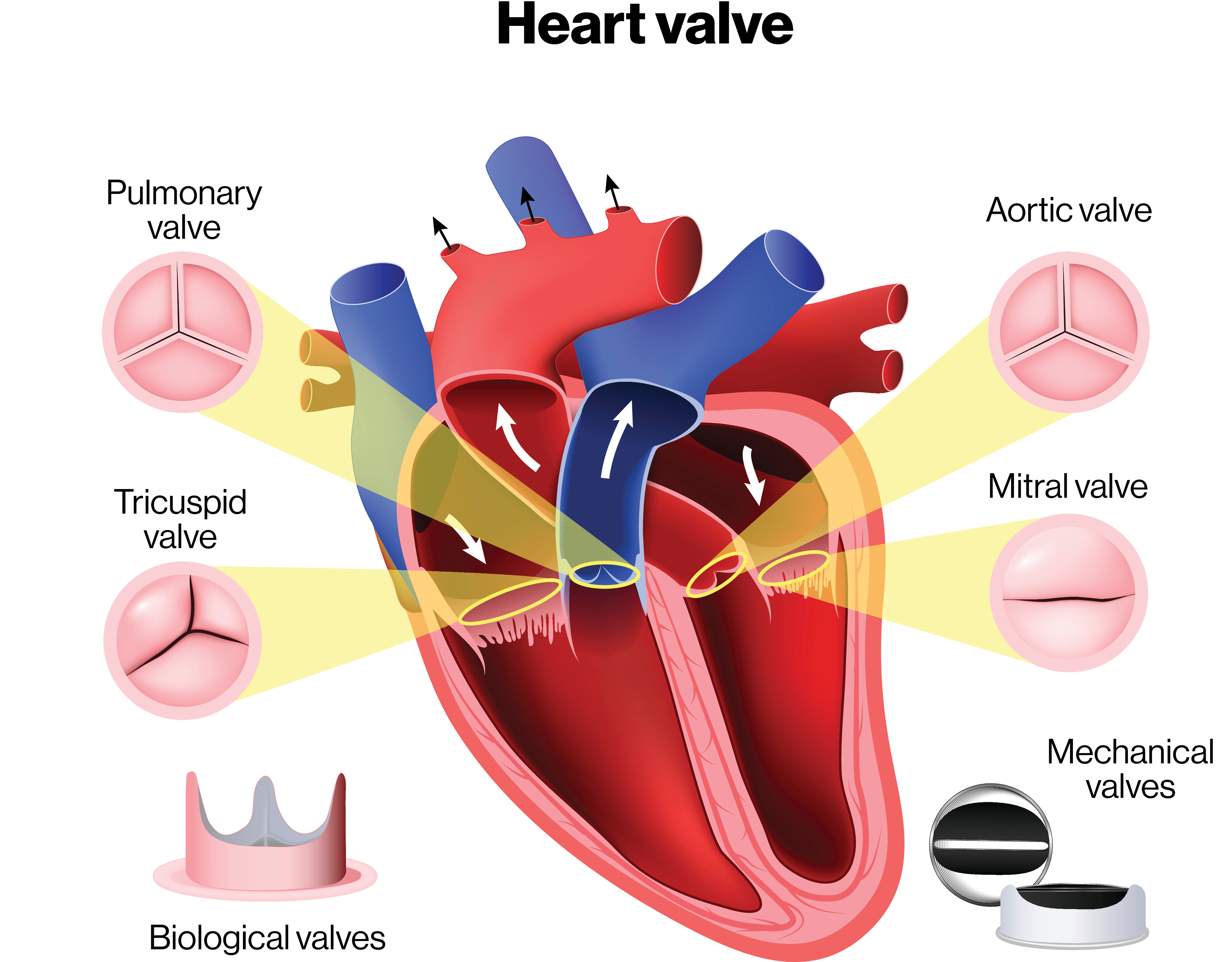<p>Valve</p>