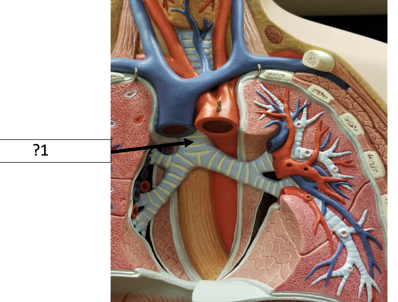 <p>1 Name the structure? </p>