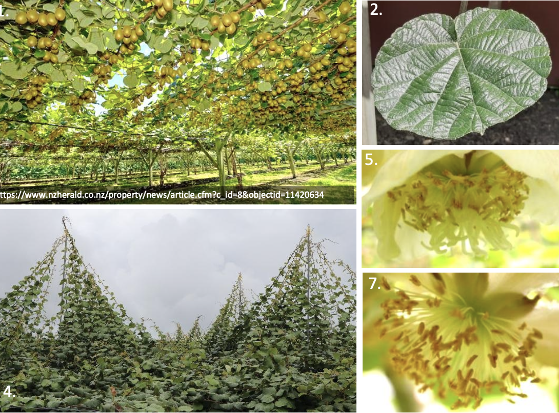 <p><strong>Plant family:</strong> Actinidiaceae<br><strong>Life cycle:</strong> Perennial<br><strong>Key persistence/spread:</strong> Vegetative propagation from cuttings and grafted plants<br><strong>Farming systems:</strong> Orchards, intensive horticulture</p><p><strong> How to identify</strong></p><p>This crop grows as a vigorous woody vine that requires permanent support structures such as trellises. Stems thicken and become woody with age, forming a permanent framework.</p><p>Leaves are large, broad, and heart‑shaped with a soft, slightly hairy surface, particularly on young foliage. New growth is lighter green and softer than mature leaves.</p><p>Plants are usually either male or female. Flowering occurs in spring, producing large, creamy white flowers carried singly in leaf axils.</p><p>Fruits develop from female flowers and hang individually or in small numbers. The plant is deciduous and drops its leaves in autumn.</p>