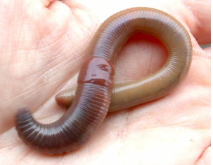 <p>Oligochaeta are sometimes _____</p>