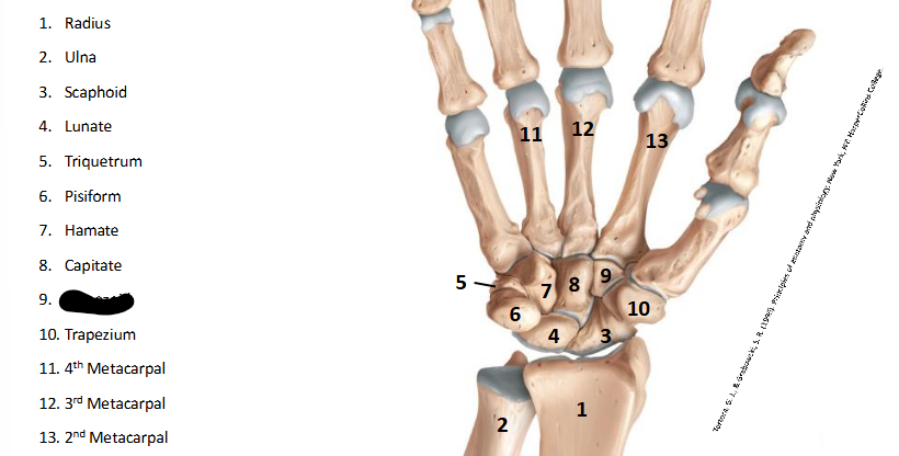 <p>What are the landmarks within <strong>Wrist/Hand?</strong></p>