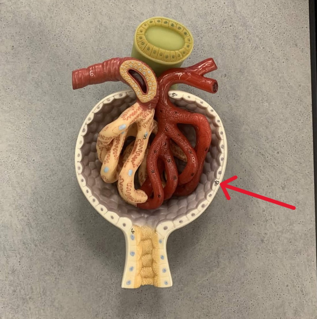 <p>Which part of renal corpuscle:</p><ul><li><p>Cup-shaped, outer wall of renal corpuscle</p></li></ul><p></p>