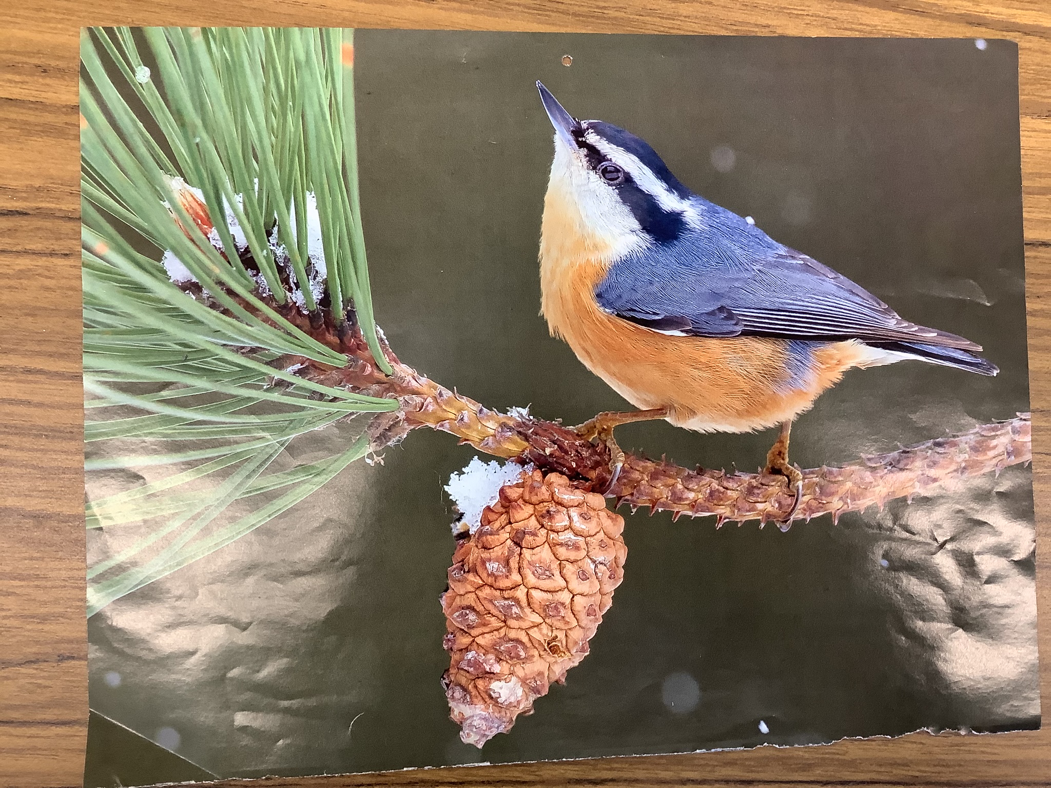<p>Class Reptillia</p><p>Order Passeriformes</p><p>Red-breasted Nuthatch </p>