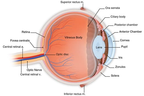 <p><span>The fluid-filled space at the front of the eye, bounded by the cornea (front) and the iris/lens (back)</span></p>