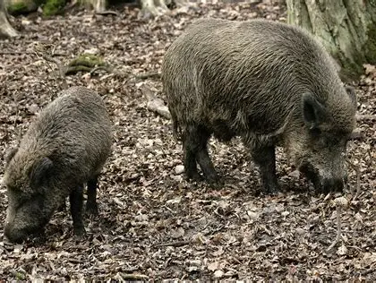 <p>What Mammal is this?</p>