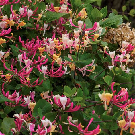 <p>Twining Stems</p>