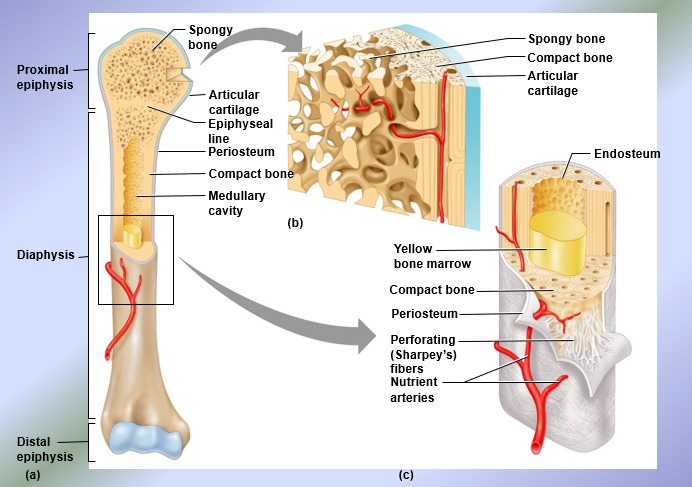 <p>Structure of Long Bones</p>