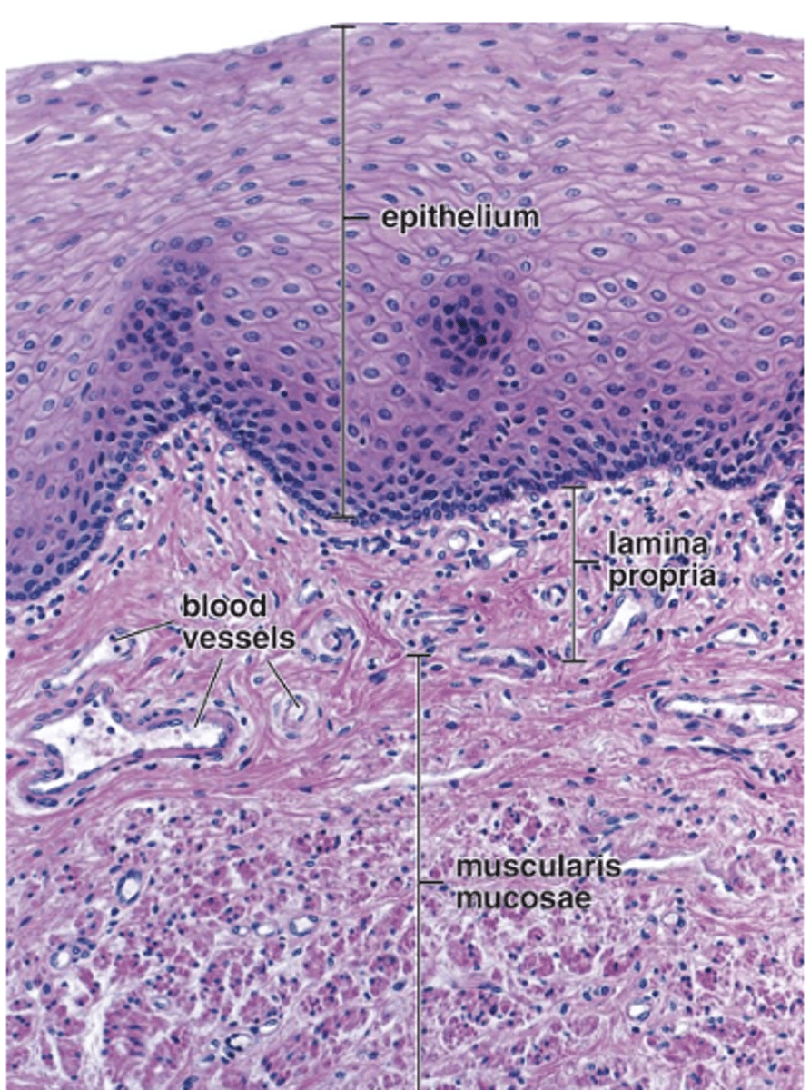 <p>What type of muscle fibers make up the muscularis mucosae of the esophagus?</p>