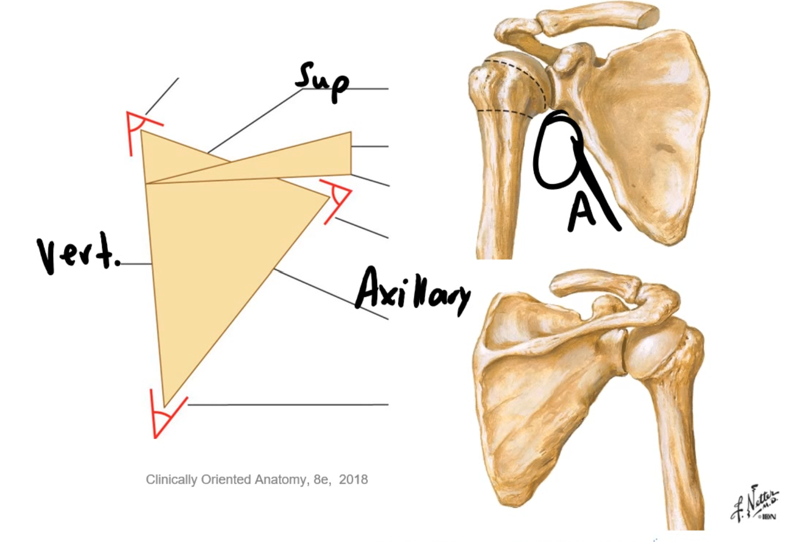 <p>Triangular, flat bone on posterolateral thorax</p><p>.</p><p>Borders </p><ol><li><p>Superior</p></li><li><p>Axillary (to the armpit)</p></li><li><p>Vertebral (to the vertebrae)</p></li></ol><p>.</p><p>Angles (2) –</p><p>1) Superior</p><p>2) Inferior</p>