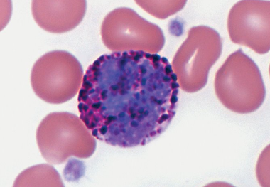 <p>Characteristics of Basophils </p>