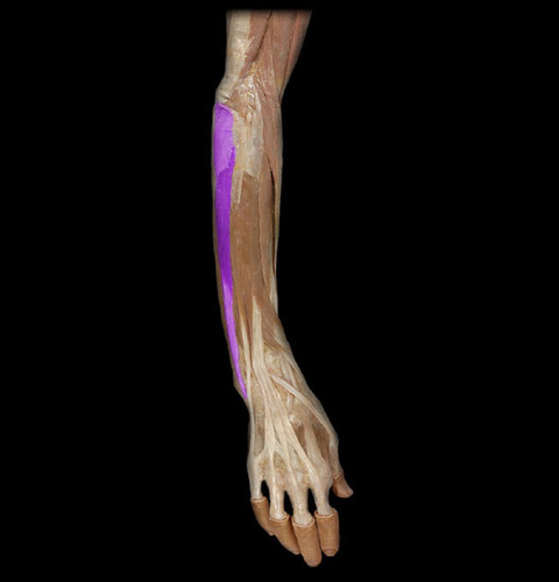 <p>extends and adducts wrist</p>