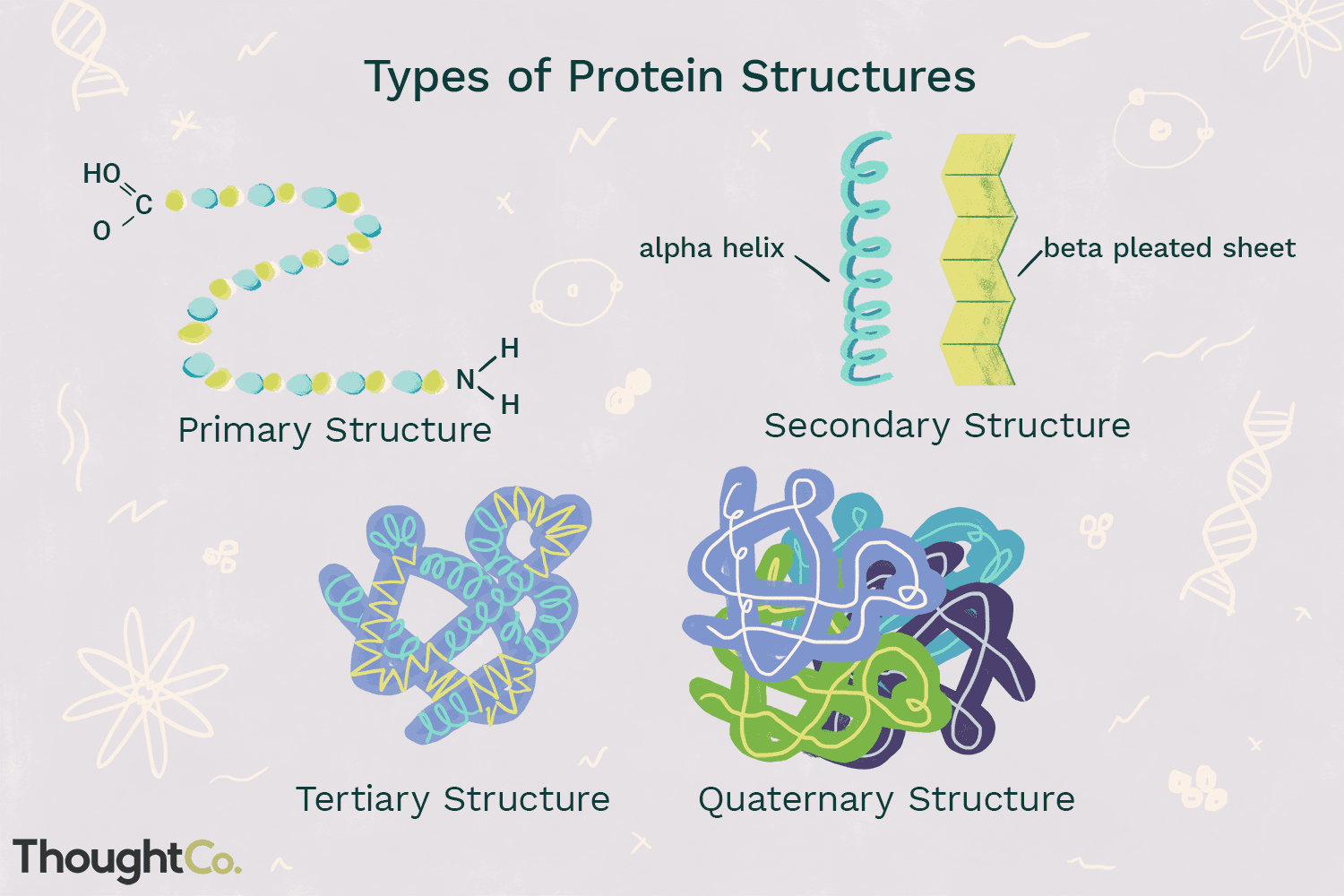 <p>-Primary (1) structure: order of amino acids in chain, dna, slight change in sequence → affect protein structure and function </p><p>-Secondary (2) structure: hydrogen bonding (between amine and carbonyl groups) of peptide backbone causes amino acids to fold in a repeating pattern</p><ul><li><p><span>𝜶 </span>helix vs <span>𝜷 pleated </span>-sheet</p></li></ul><p>-Tertiary (3) structure: whole molecule folding, 3-D shape, interactions between r-groups of distant amino acids, clustering of hydrophobic groups away from water (nonpolar amino acids), stabilized by H bonds + ionic bonds + disulfide bridges </p><p>-Quaternary (4) structure: more than one polypeptide chain bonded together, stabilized by H bonds + ionic bonds + disulfide bridges </p><ul><li><p>ex. hemoglobin (four protein chains), fibrous (long, straight) which includes collagen </p></li></ul><p></p>