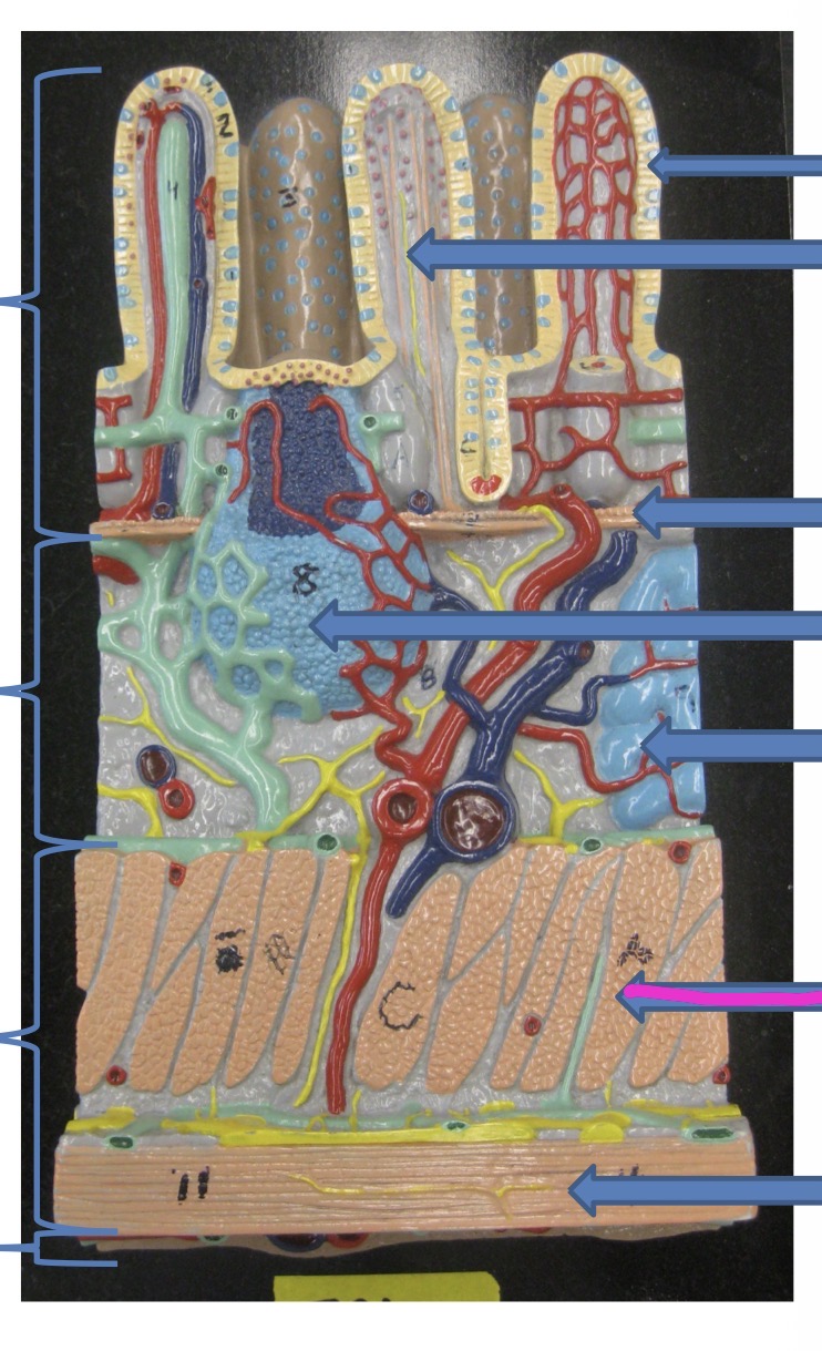 knowt flashcard image