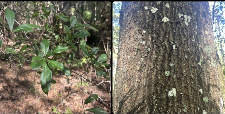 <p>Tree. Leaves long-elliptic, sometimes diamond-shaped. Both leaf surfaces glabrous. Fully late-deciduous. Flexible leaf and non-cavernous bark. Vertical structure unlike live oak.</p>