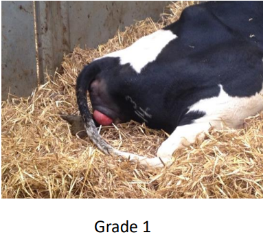 <ul><li><p>eversion of vagina ± cervix</p></li><li><p>last trimester (mainly)</p></li><li><p>more common in sheep</p></li><li><p>Highly repeatable</p></li></ul><p></p>