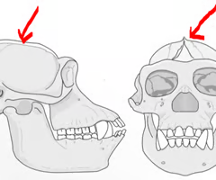 <p><br><span>A bony ridge running along the midline of the top of the cranium for attachment of jaw muscles.</span></p>