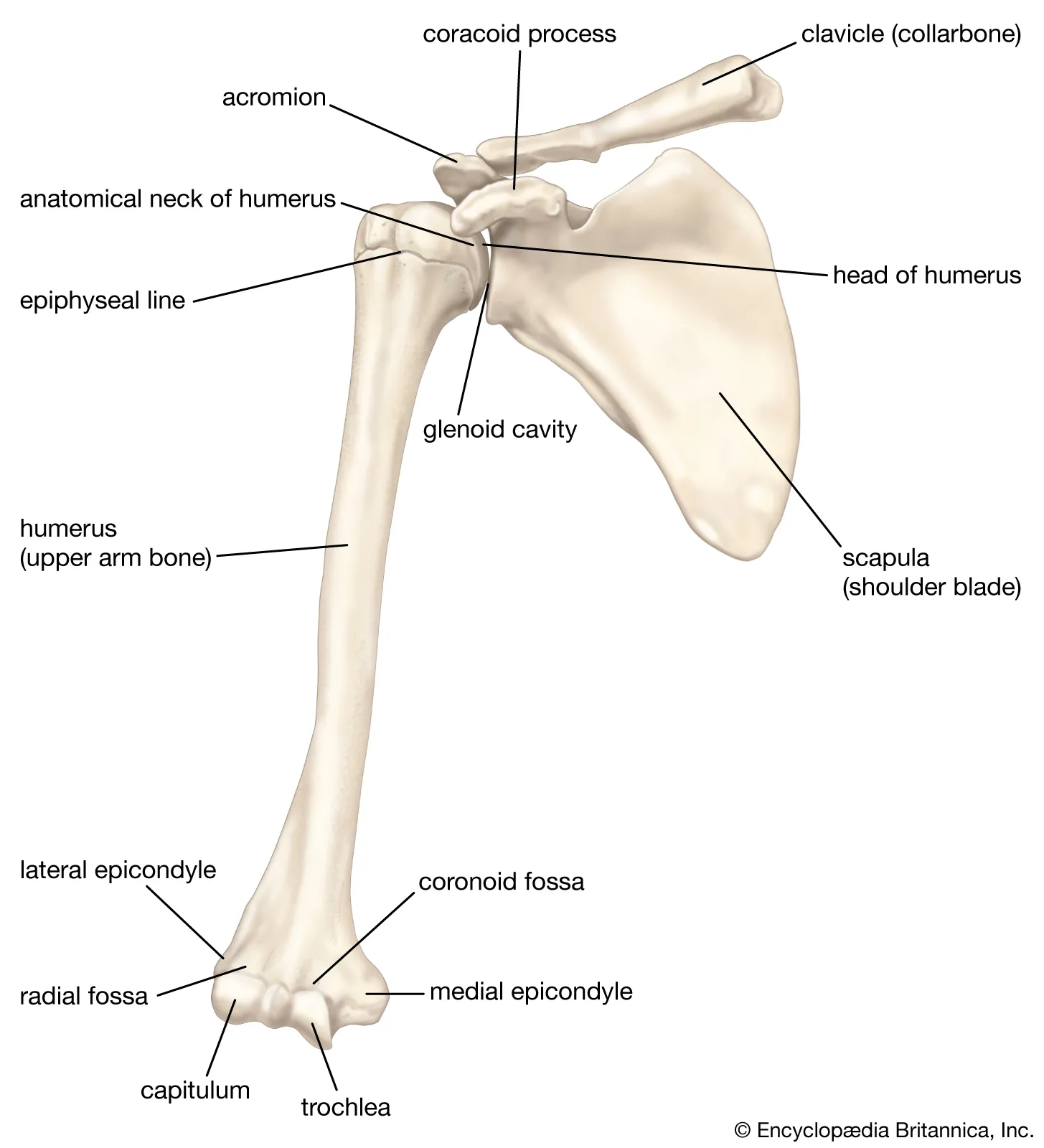 <p>acromion D</p><p>coracoid process E</p><p>axillary border I </p>