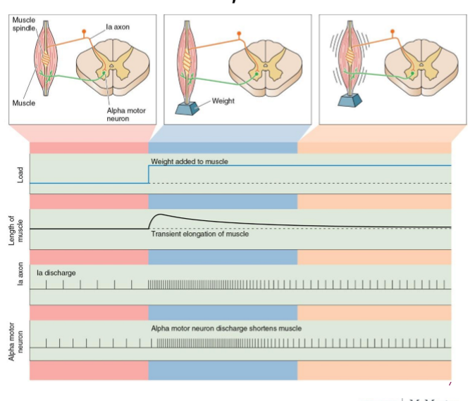 <ol><li><p>Muscle is stretched (extrafusal &amp; intrafusal)</p></li><li><p>Ia depolarizes from stretch </p></li><li><p>Action potential propagates along axon through dorsal root </p></li><li><p>Synapses with alpha motor neuron </p></li><li><p>Alpha motor neuron sends action potential to contract muscle </p></li></ol><p></p>