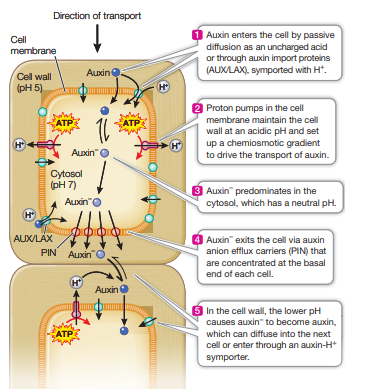 <p>auxin enters the cell by passive diffusion as an unchanged acid or through auxin import proteins, symported with proton.</p>