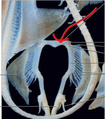 <p>Small processes projecting from the anterior ends of the puboischiadic bar.</p>