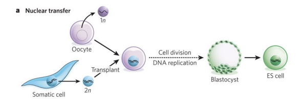 <p>The nucleus of a somatic cell (which is diploid, 2n) is transplanted into an enucleated oocyte</p>