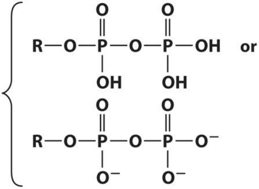 <p>Diphosphoric Acid Ester</p>