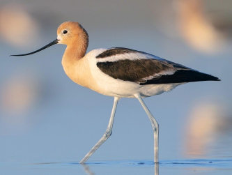 <p>Species, family, order?</p>