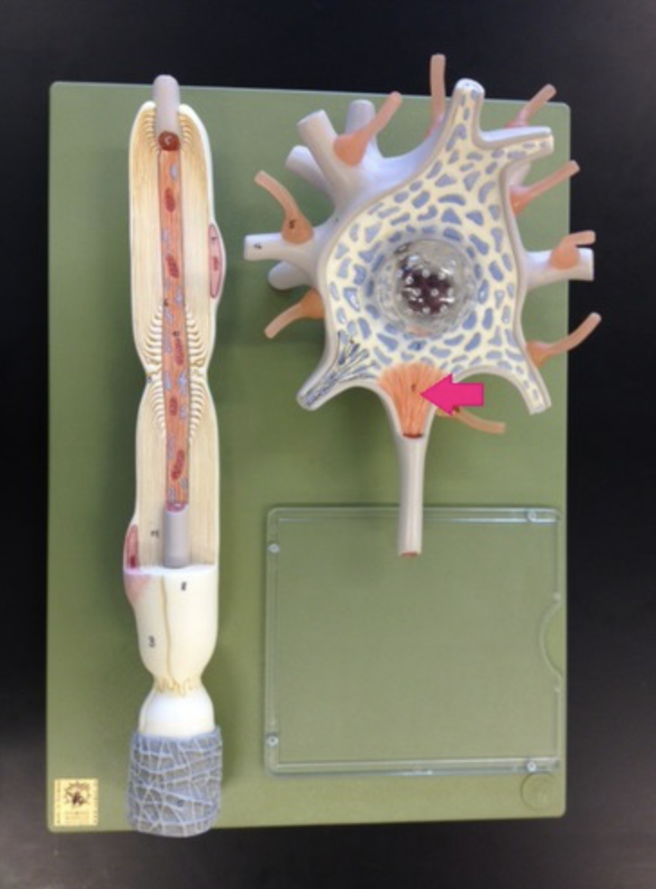 <p>initiating segment of axon, region of axon where action potential (nerve impulse) begins</p>