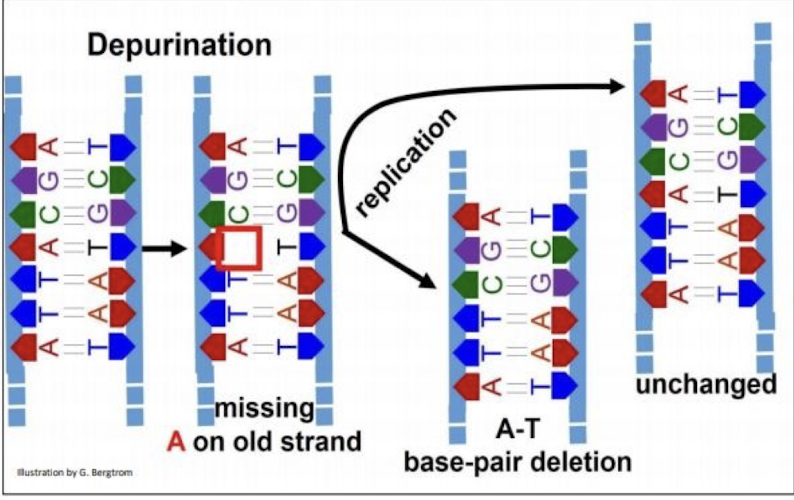 <p>-Depurination and deamination → loss of nucleotide</p><p>-Common causes of spontaneous variants</p><p>-Lead to new base pairing and variants</p><p>-Result: A=T converted G=C</p>