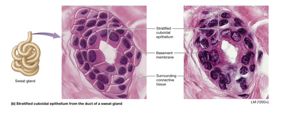 <p>stratified cuboidal: location</p>