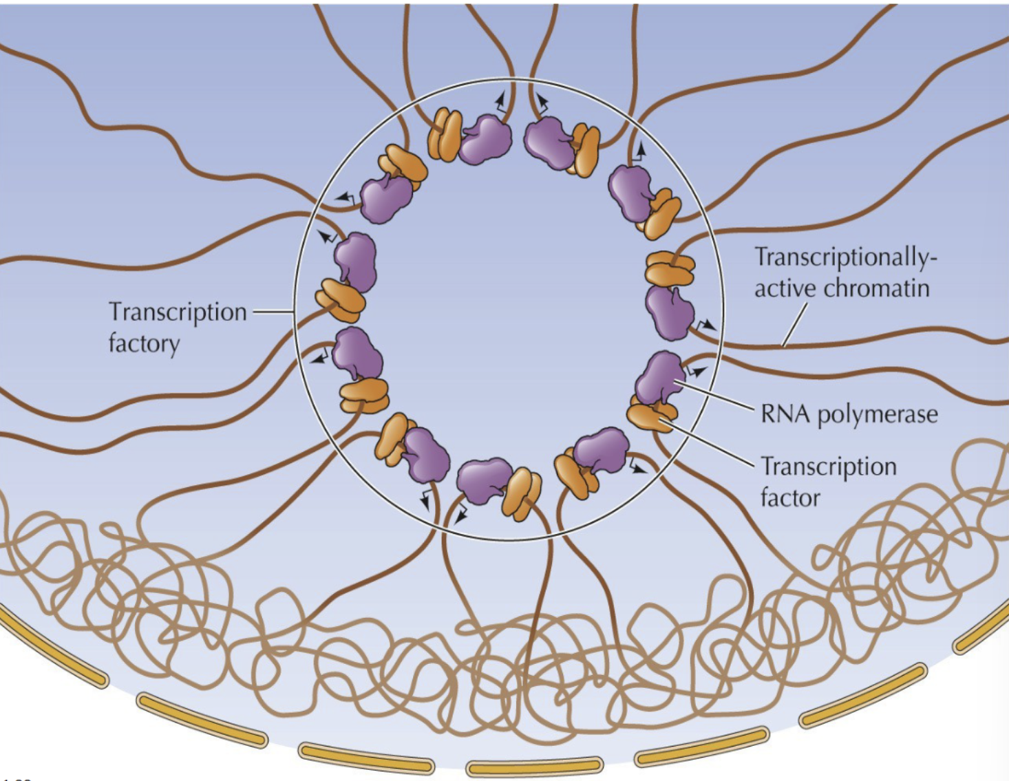 <p>Circle of transcriptionally-active chromatin through RNA polymerase and transcription factors</p>