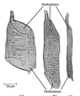 <ul><li><p><span style="background-color: transparent;">xylem conductive cells in<strong> angiosperms</strong></span></p></li><li><p><span style="background-color: transparent;">Have<strong> perforations</strong> on end walls</span></p></li><li><p><span style="background-color: transparent;"><strong>Joined end to end </strong>to form vessels</span></p></li><li><p><span style="background-color: transparent;">Typically <strong>aligned with pits</strong></span></p></li></ul><p></p>