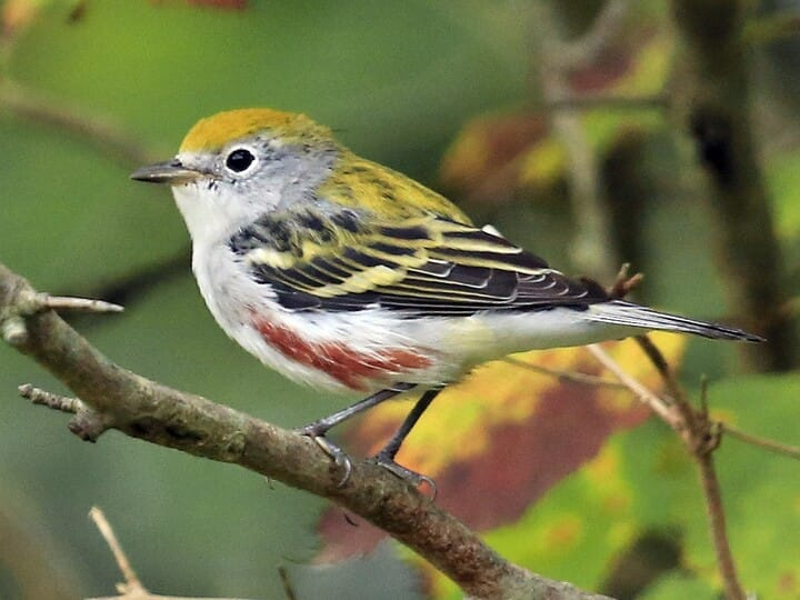 <p>Chestnut-sided Warbler</p>