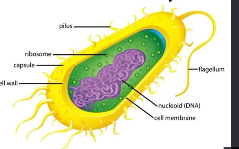 <p>Chromosomal DNA</p>