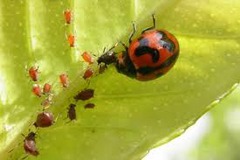 <p>Using other animals to kill pest species.</p>
