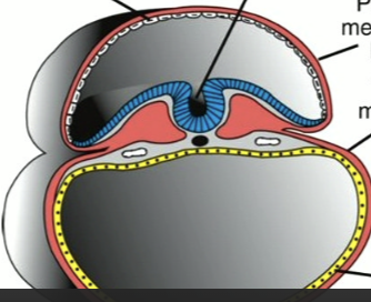 <p><span style="color: red;">visceral</span>, that is involved in the <strong><u>circulatory system</u></strong></p><p><span style="color: blue;"><strong><u>Ventral component</u></strong></span></p><p>covering of the abdominal organs, lungs, hearts</p><p>it is a derivative of the lateral plate mesoderm</p><p><strong>the thin red layer on the bottom half surrounding the yellow endoderm</strong></p>