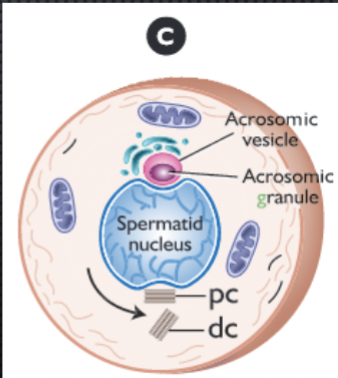 <ul><li><p>Acrosomic vesicle contains dense acrosomic granule</p></li><li><p>smaller golgi vesicles are continually added</p></li><li><p><strong><u>Proximal centriole</u></strong> - implantation apparatus that allows flagellum to anchor to nucleus</p></li><li><p><strong><u>Distal centirole</u></strong> - gives rise to axoneme (flagellum)</p></li></ul><p></p>
