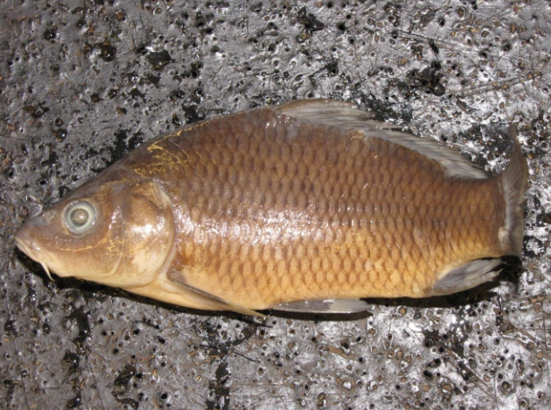 <p>Common name, Family, Scientific Name?</p>