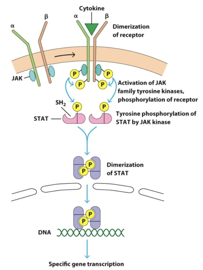 <p>SH2 binds to _W</p>