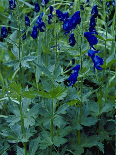 <p><span style="font-family: "Open Sans"; font-size: large;"><strong><u>Aconitum columbianum (Columbian monkshood)</u></strong></span></p>