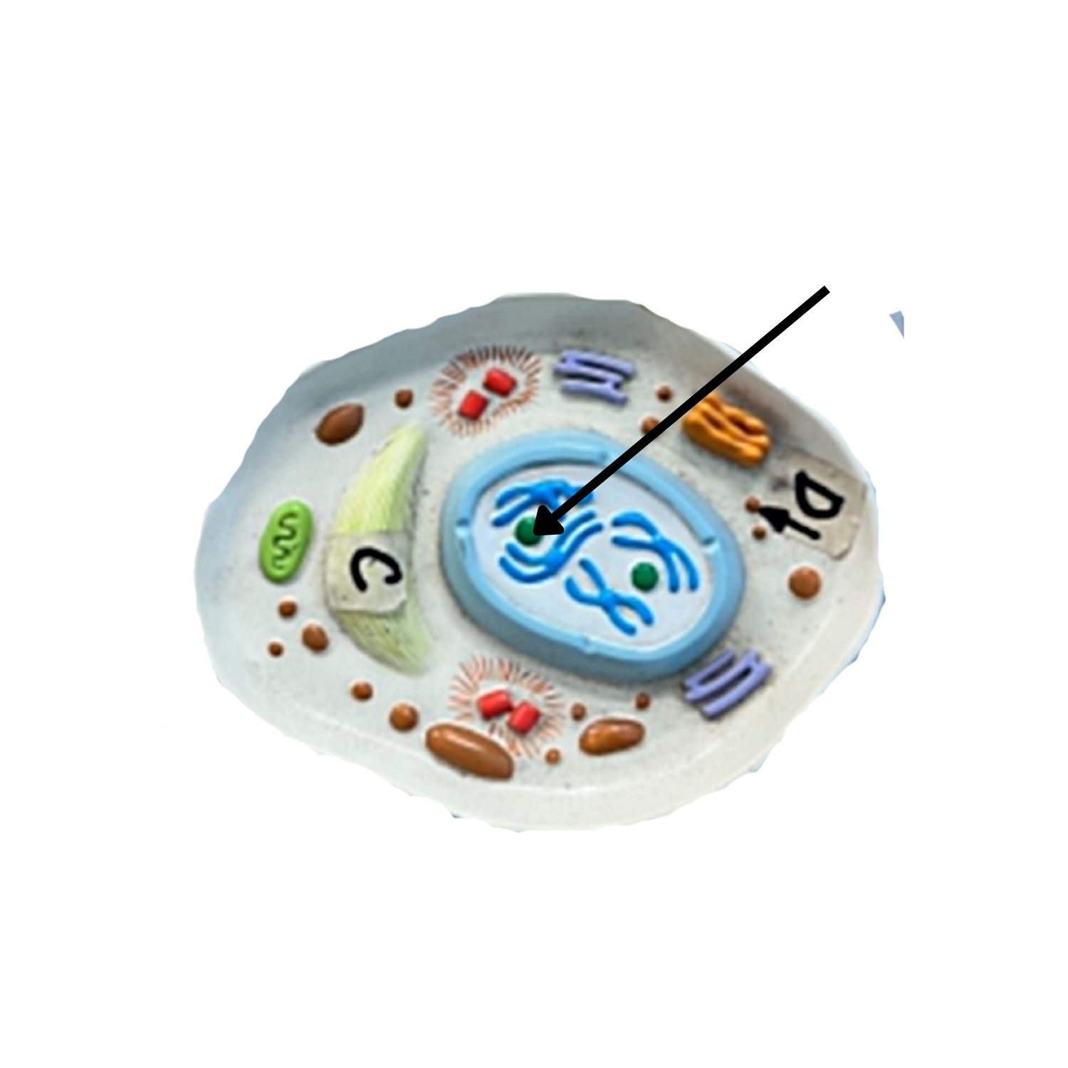 term image