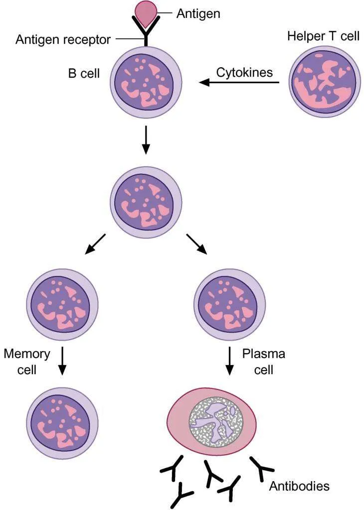 <p>Plasma cells are considered to be activated _____.</p>